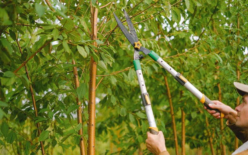 Tree trimming in Germansville, PA